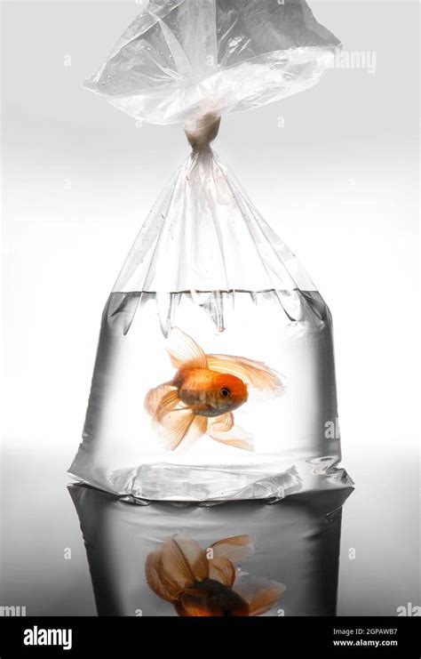 fake goldfish in a bag